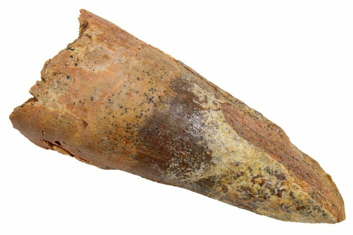 Fossil Spinosaurus Tooth - Real Dinosaur Tooth #326186